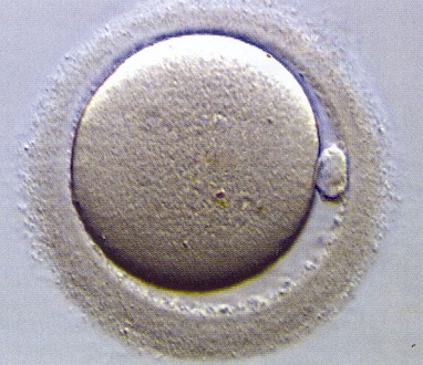 mature human oocyte egg